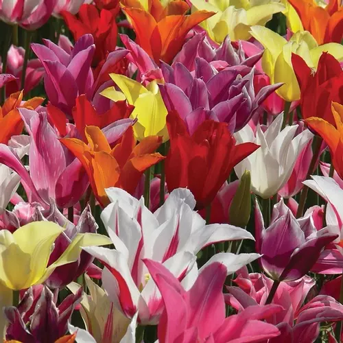 Lily Flowering Tulip Mixture de Jager Bulbs